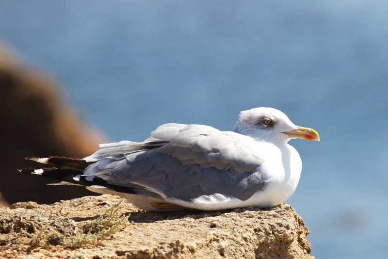 Larus michahellis