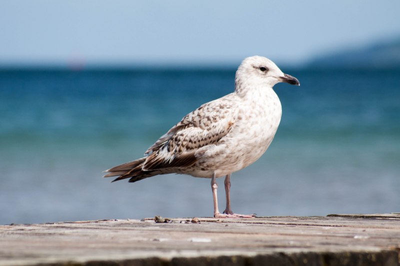 Чайка Seagull Magazine