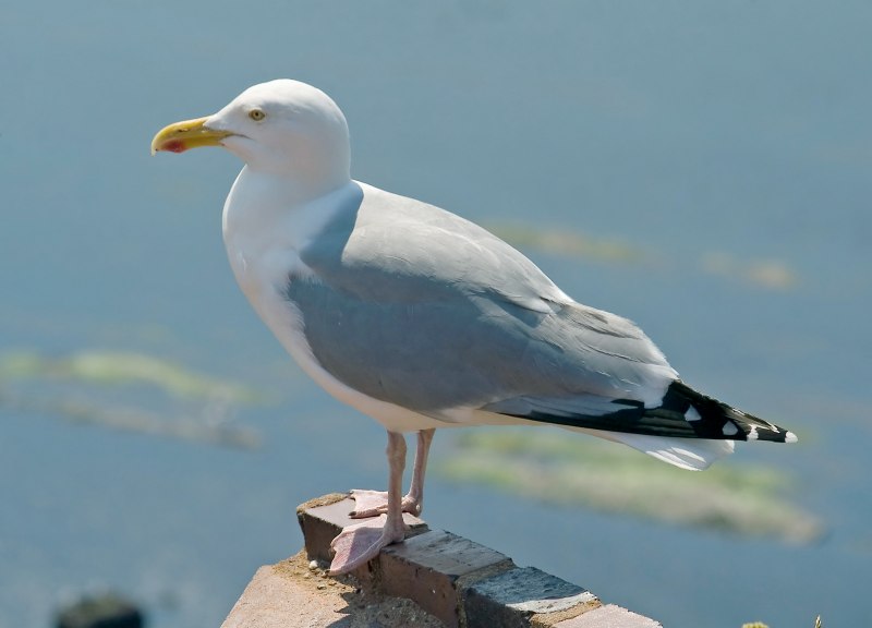 Серебристая Чайка Larus argentatus