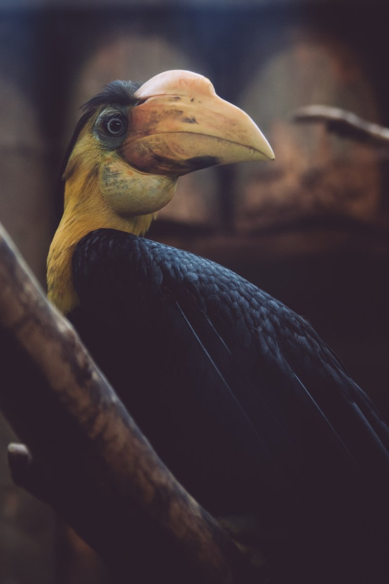 Hornbill