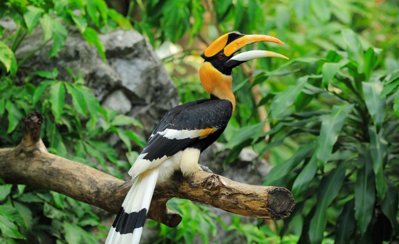 Yellow billed Hornbill