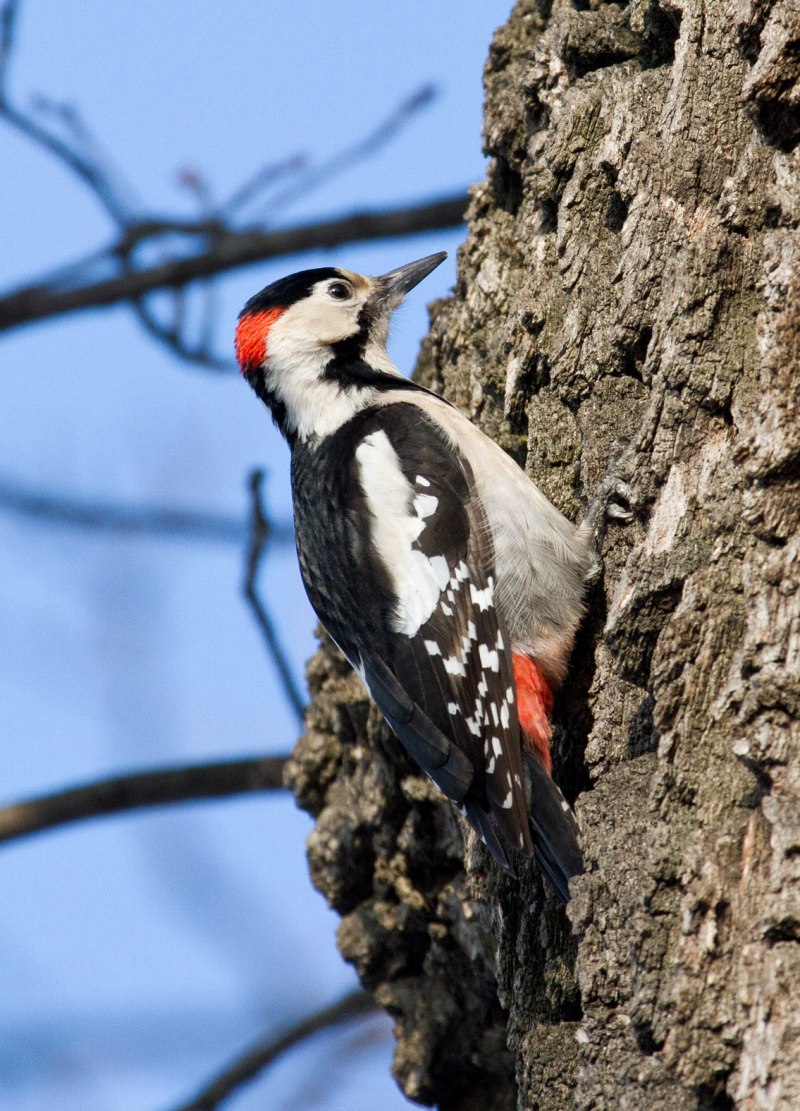Vanessa Woodpecker
