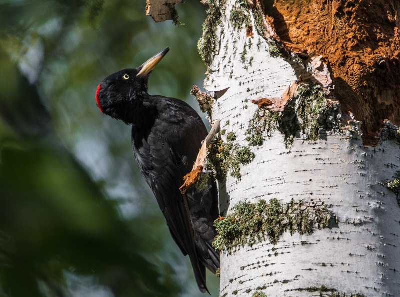 Melanerpes carolinus
