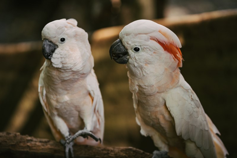 Diet Sulphur Crested Cockatoo