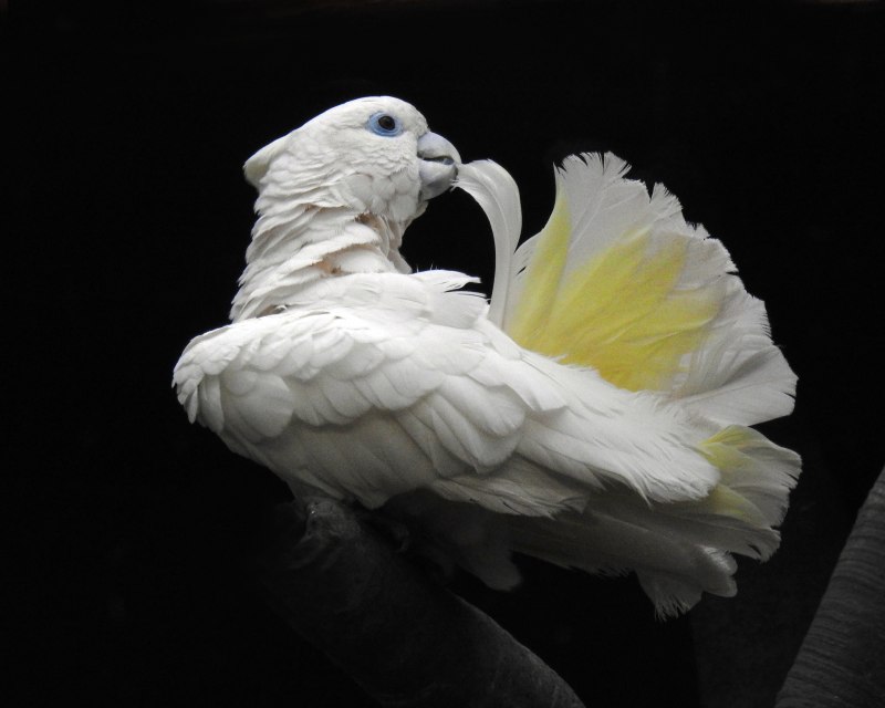 Какаду Гоффина (Cacatua goffiniana)