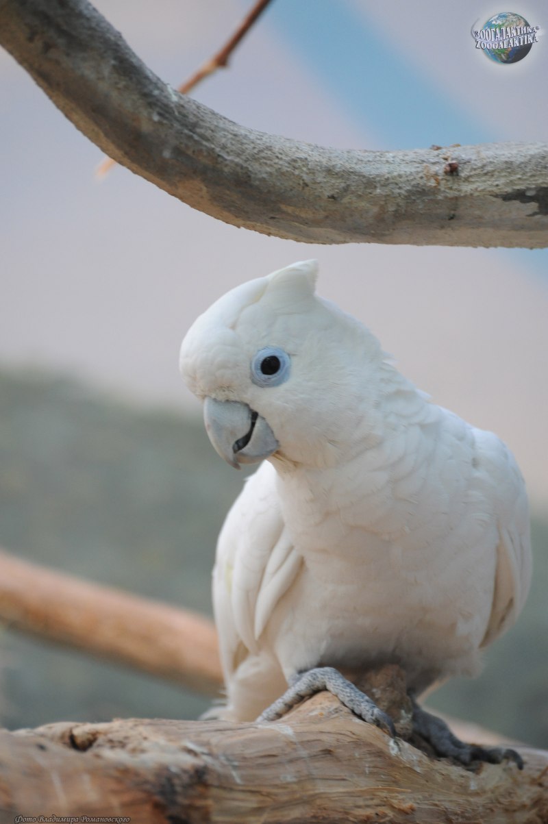 Какаду Гоффина (Cacatua goffiniana)