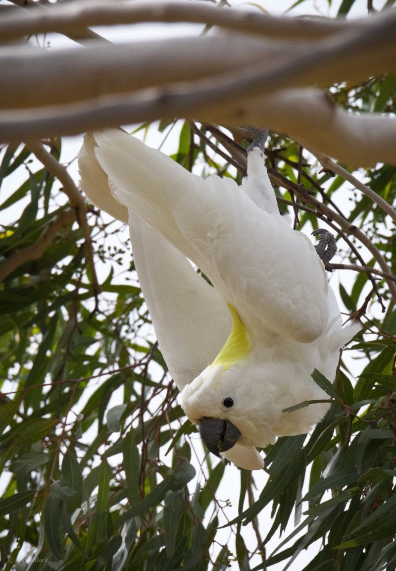 Cacatua goffiniana