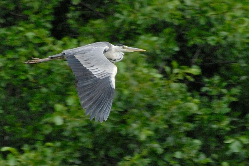 Pied Heron