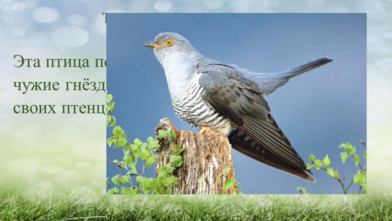Кукушкообразные птицы представители
