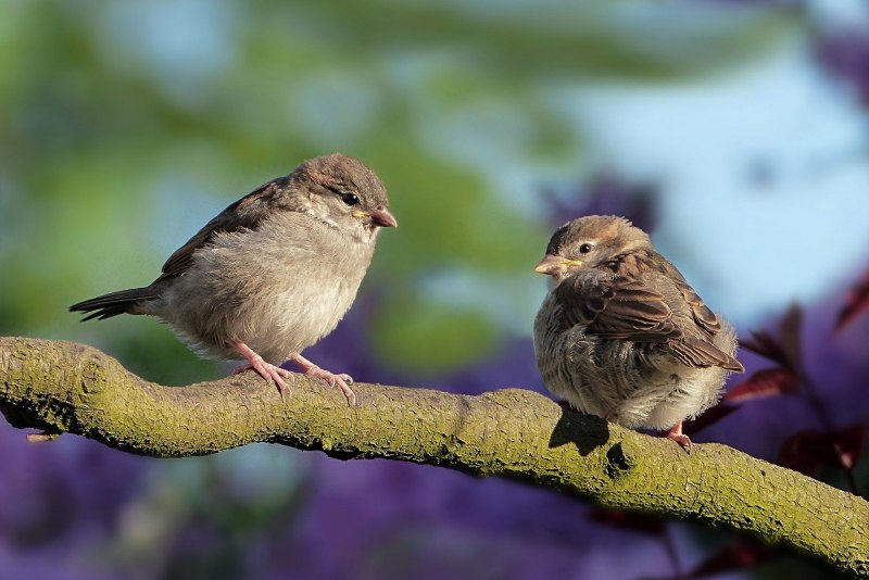 Passer gongonensis