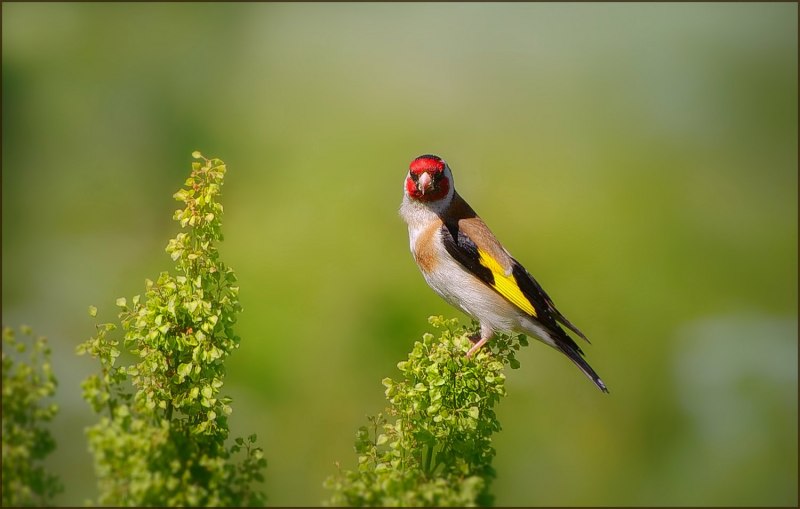 Goldfinch.Finch