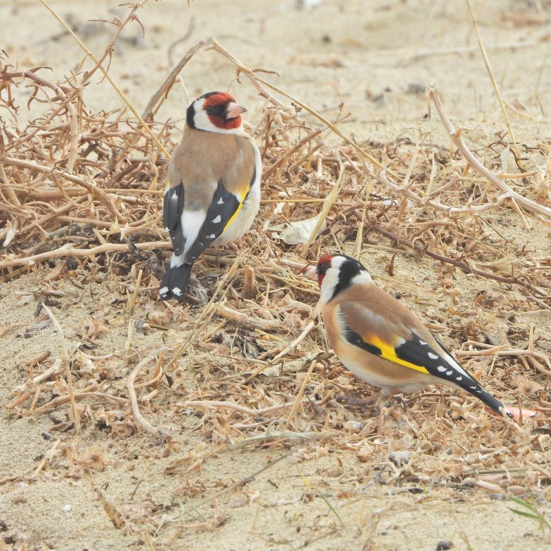 Щегол (Carduelis Carduelis)