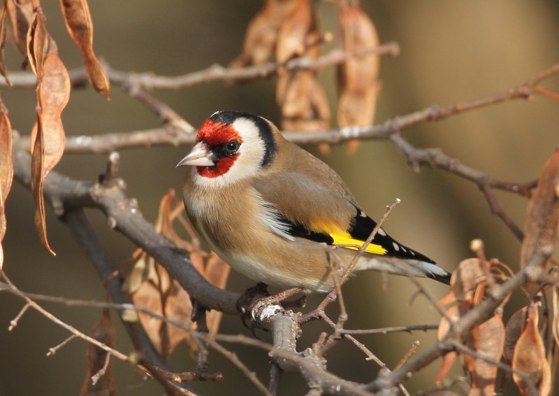 Щегол черноголовый Carduelis Carduelis