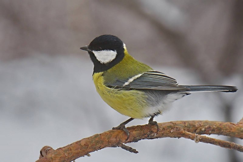 Большая синица Parus Major