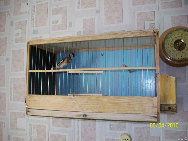 Щегол в клетке