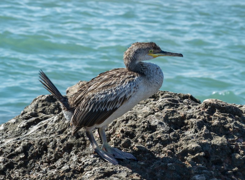 Бакланы Балтийское море