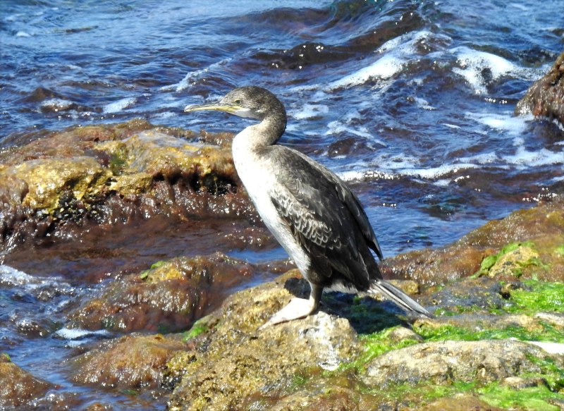 Бакланы Балтийское море