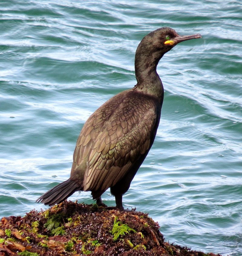 Хохлатый Баклан Phalacrocorax Aristotelis
