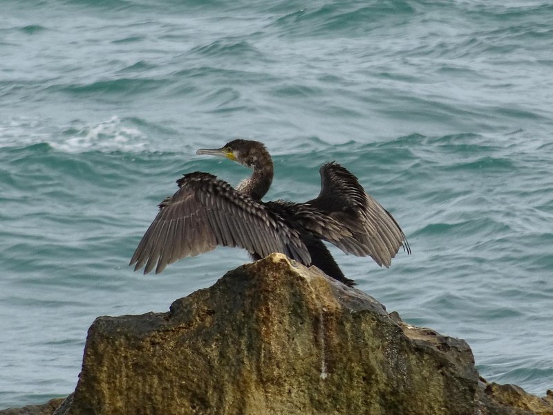 Хохлатый Баклан Phalacrocorax Aristotelis