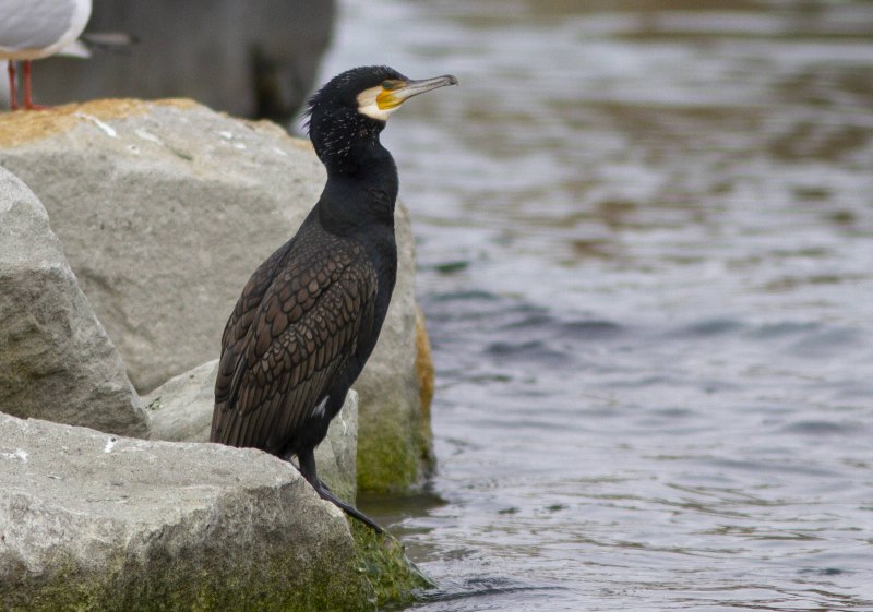 Phalacrocorax capillatus