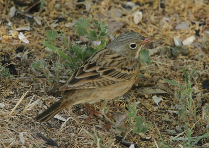 Emberiza citrinella
