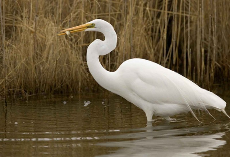 Полярная Чайка Larus Glaucoides