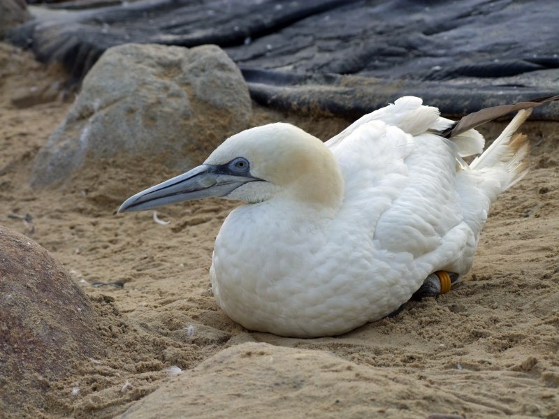 Полярная Чайка Larus Glaucoides