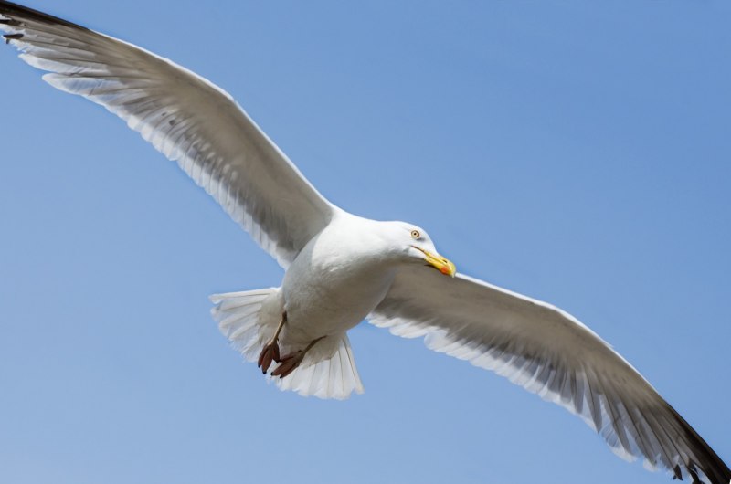 Herring Gull