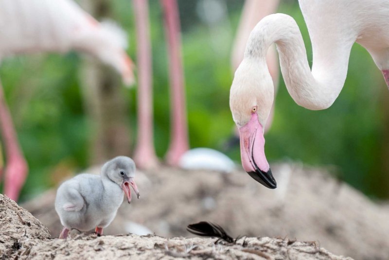 Обыкновенный Фламинго (розовый Фламинго) (Phoenicopterus roseus)