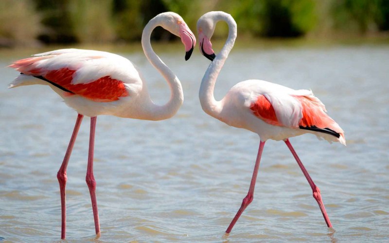Phoenicopterus Chilensis