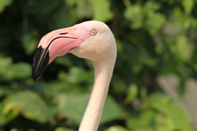 Фламинго розовый (Phoenicopterus roseus)