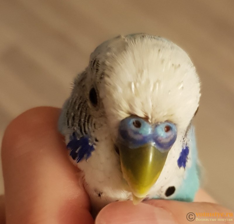 У попугая кровь из клюва