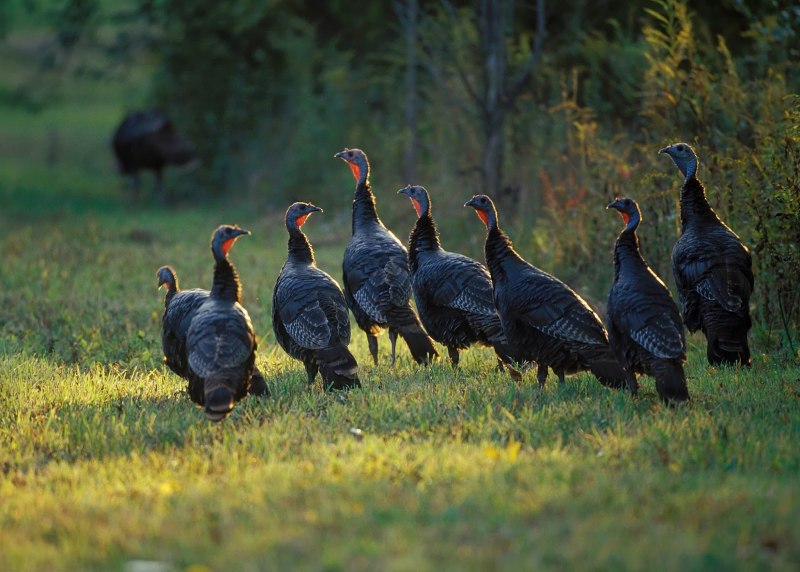 Wild Turkey Bird