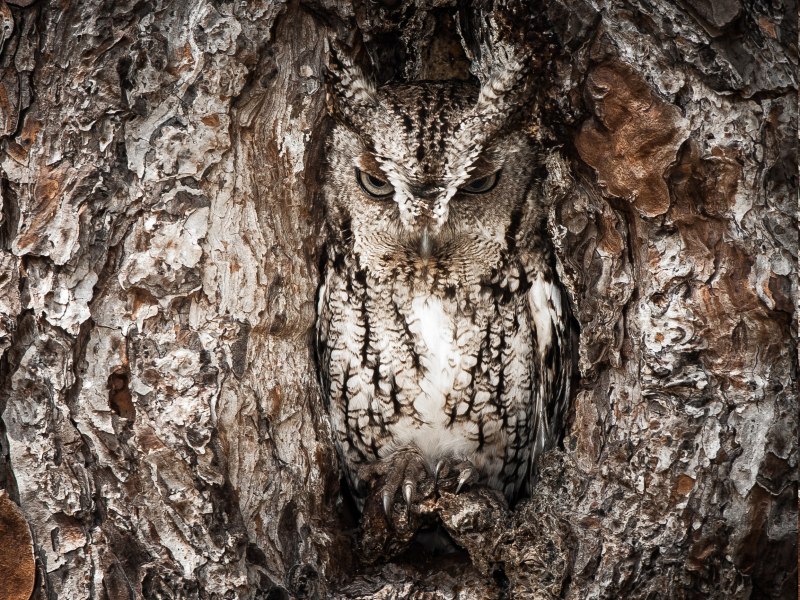T Owl takziawa