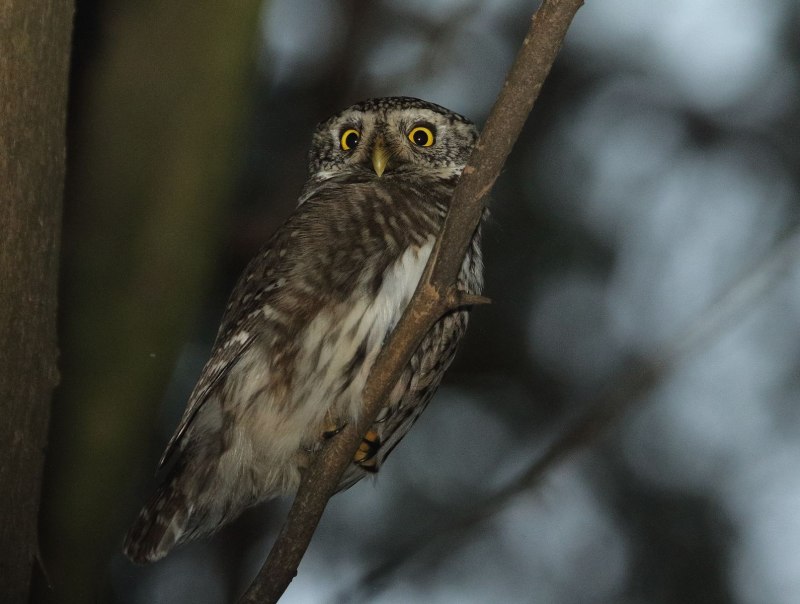 Owl Hunt England