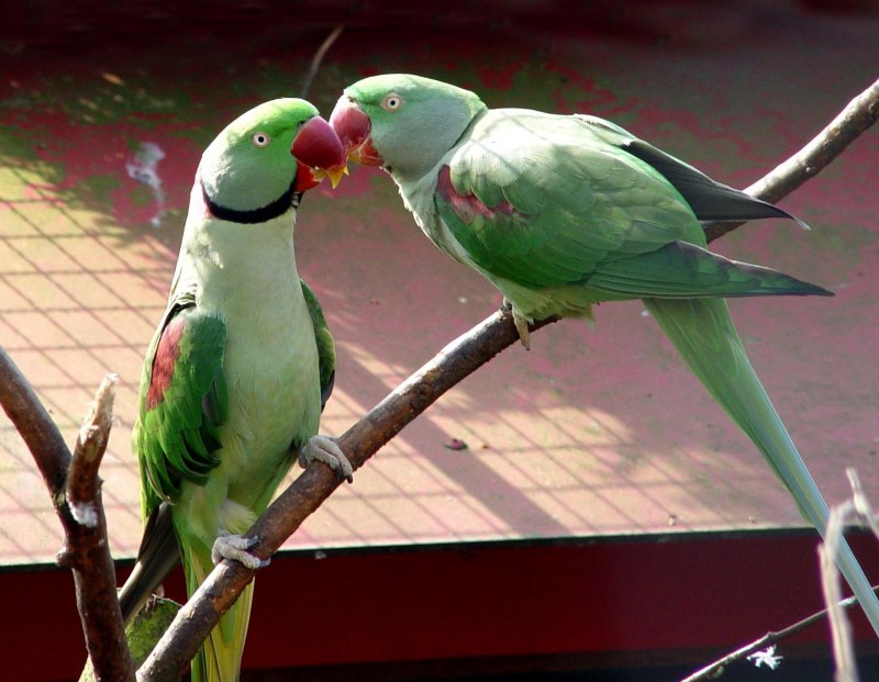 Ожереловый попугай и волнистый (46 фото)