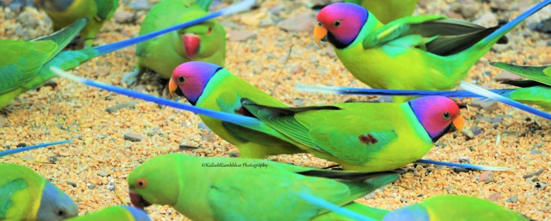 Difference between Parakeet and Parrot