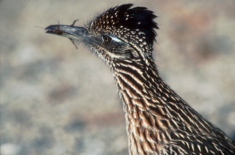 Greater Roadrunner