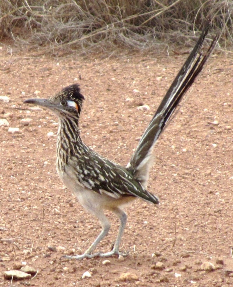 Geococcyx californianus