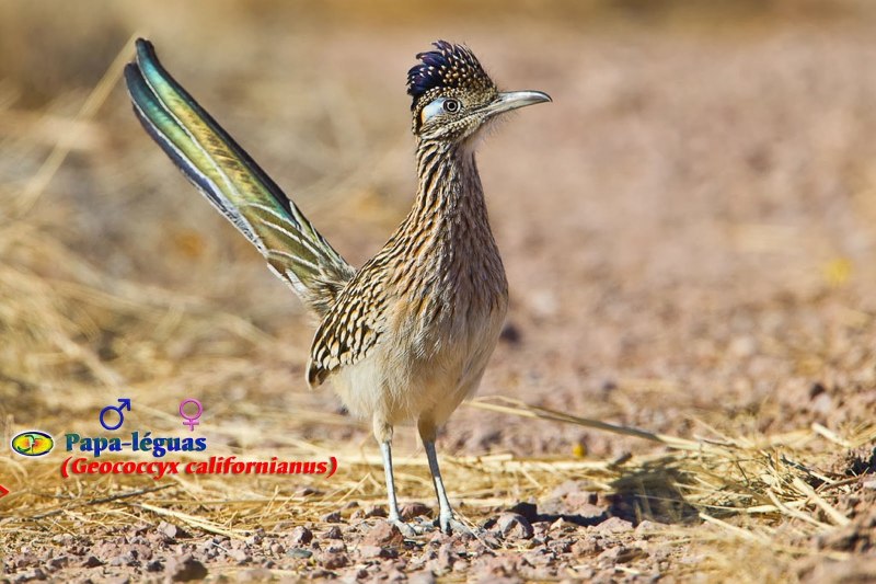 Geococcyx californianus
