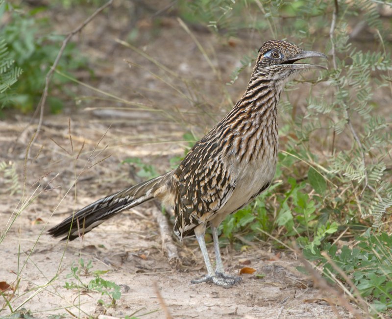Geococcyx californianus