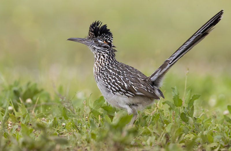 Кукушка Roadrunner