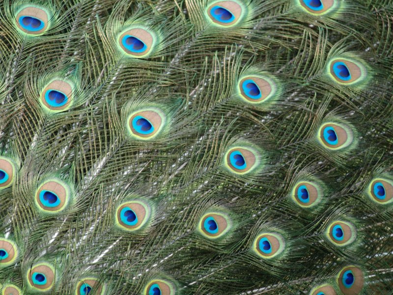 Pavo cristatus перо