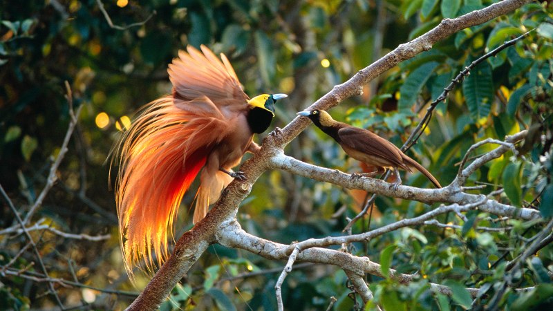 Paradisaea Rudolphi