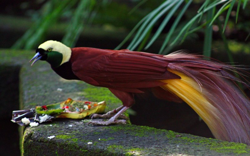 Paradisaea Rudolphi