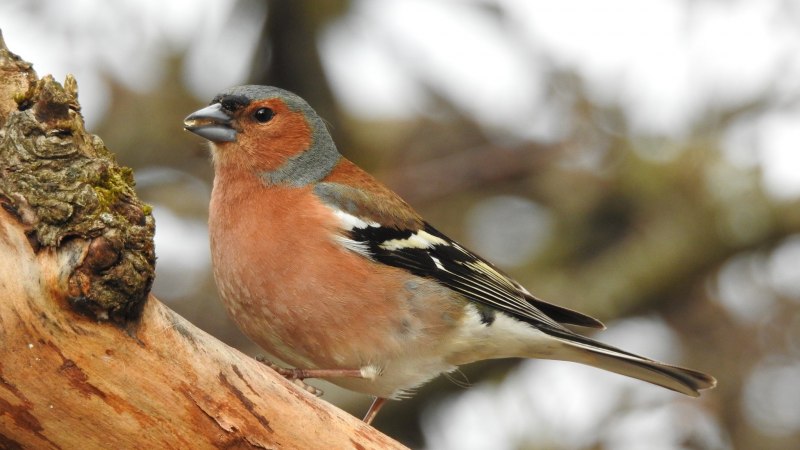 Fringilla COELEBS рисунок