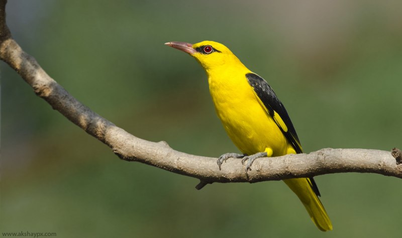 American Goldfinch птица