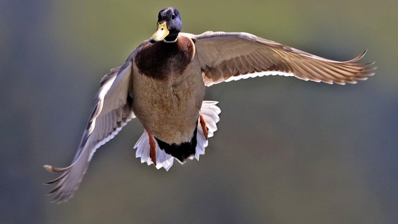 Чибис Vanellus Vanellus
