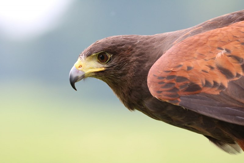 Тетеревятник (Accipiter gentilis)