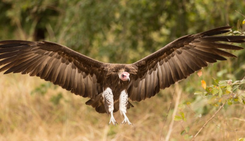 Gyps rueppellii